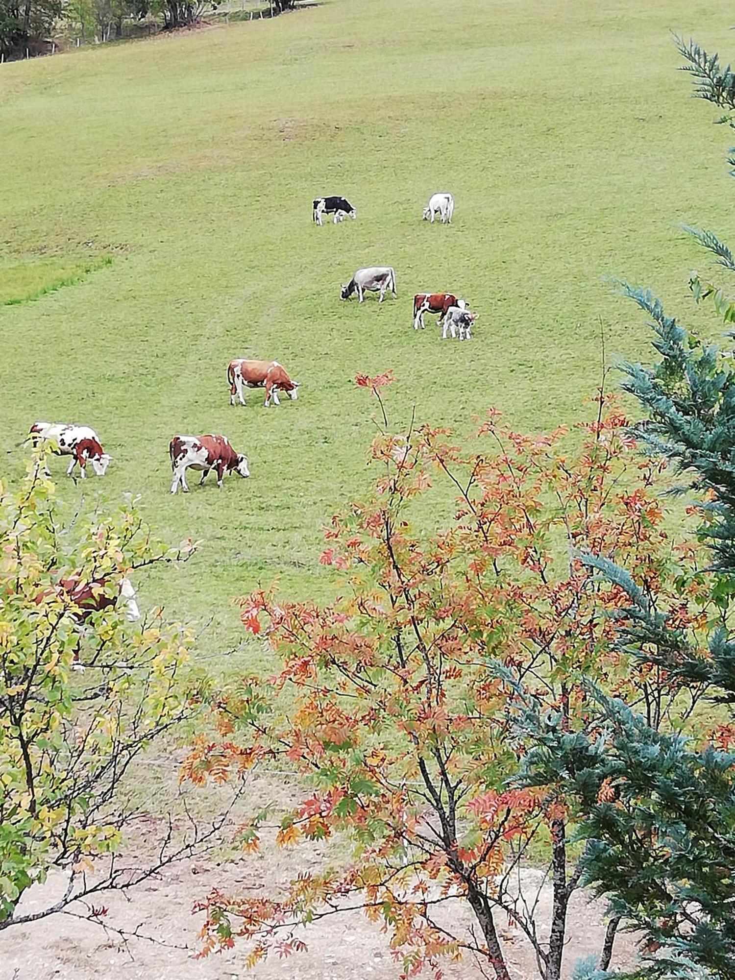 فيلا Bauernhof Bachgut Mühlbach am Hochkönig المظهر الخارجي الصورة